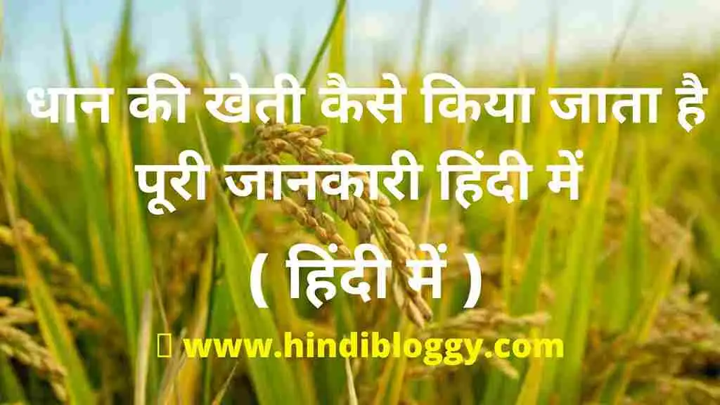 धान की खेती कैसे किया जाता है ? पूरी जानकारी हिंदी में